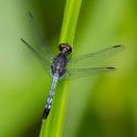 Erythrodiplax andagoya (Andagoya Dragonlet) male.jpg